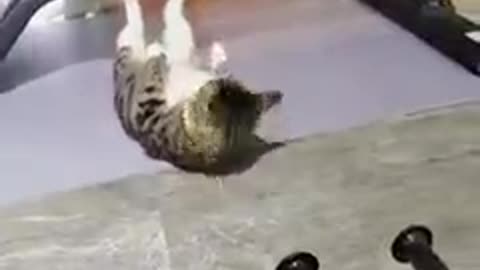 How a cat does exercise