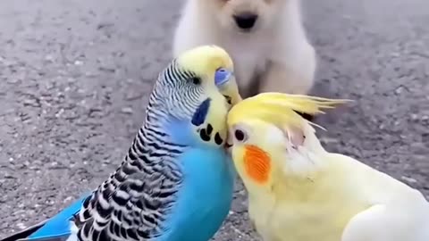 qute dog and parrot play #shorts #tranding #viral #animels #parrot