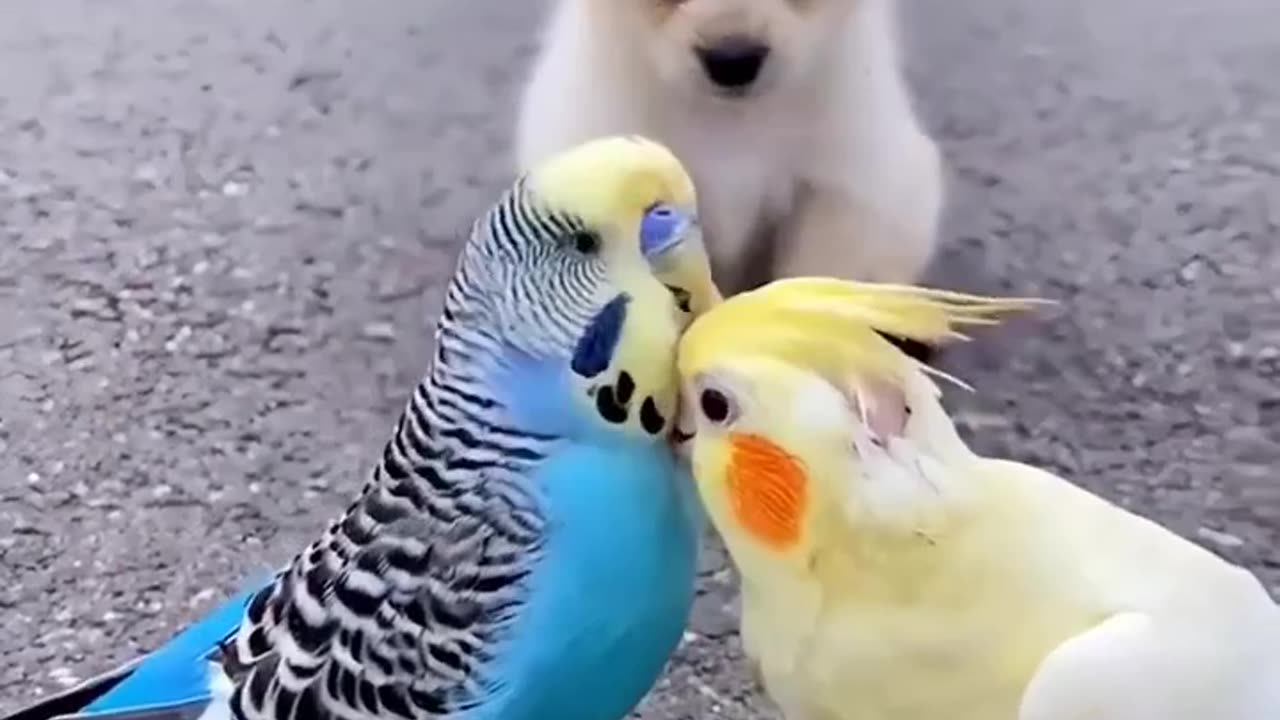 qute dog and parrot play #shorts #tranding #viral #animels #parrot