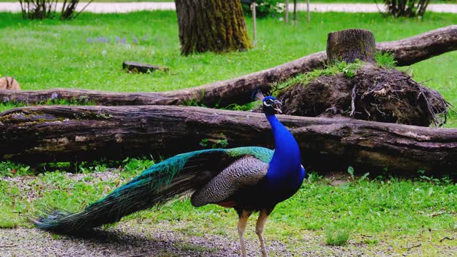 L'oiseau se distingue par ses belles couleurs