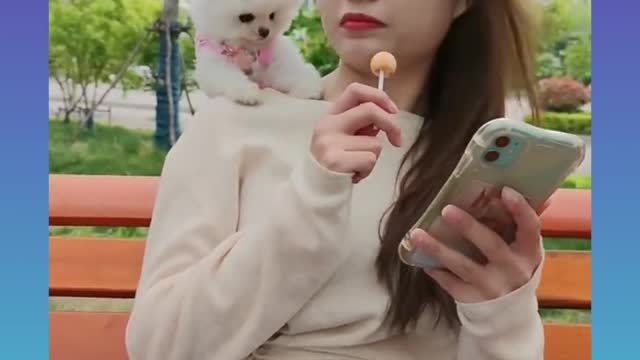 Cute and funny dogs