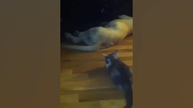 cat being funny 22