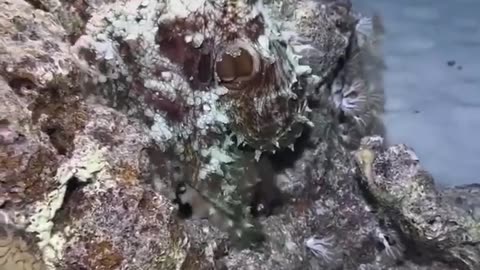 Color changing octopus #shorts #shortvideo #video #virals #videovira