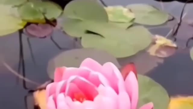 Beautiful Lotus Opening 🥰So satisfying