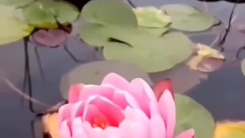 Beautiful Lotus Opening 🥰So satisfying