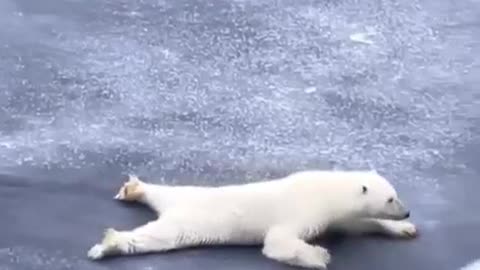 Polar Bear Demonstrates How To Traverse The Ice #shorts #viral #shortsvideo #video