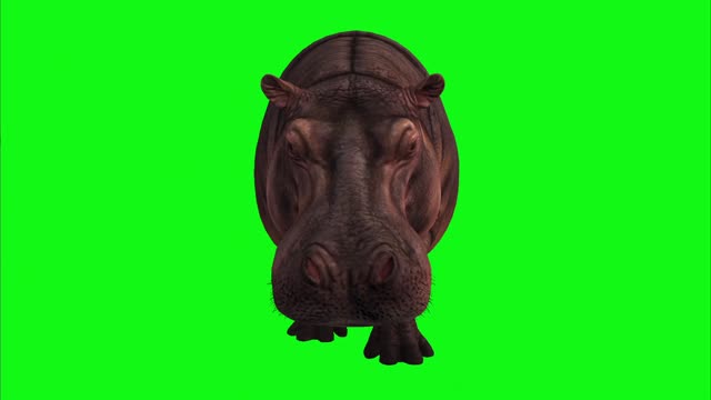 Hippo rotating on green background.