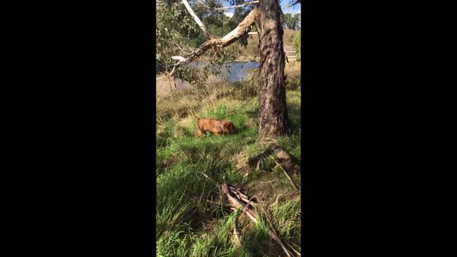 Mister Brown The Rhodesian Ridgeback; more, slightly older puppy adventures