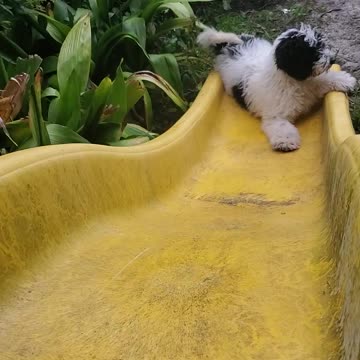 Puppy On Slide