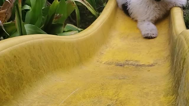 Puppy On Slide