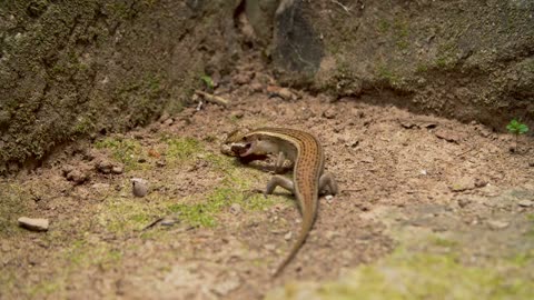 Lizard eating frog