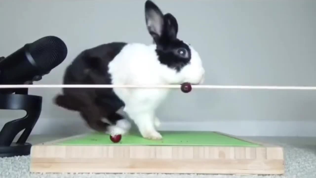 A bunny rabbit unexpectedly falls