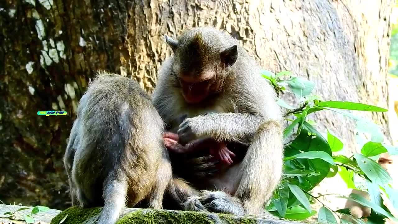 BABY MONKEY VIDEO // NEWBORN BABY IN COLD AND HUNGRY // BABY IS FINDING HIS MILK