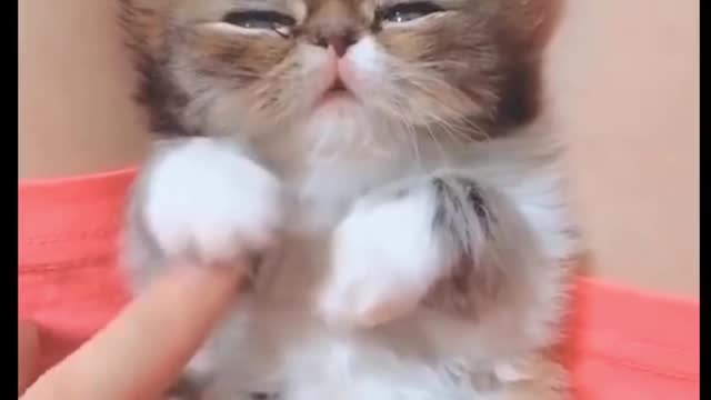 Baby Pets 💗 Cute & Funny Animals Video Compilation 💗