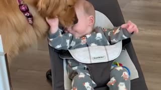 Dog's baby brother tastes good