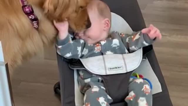 Dog's baby brother tastes good