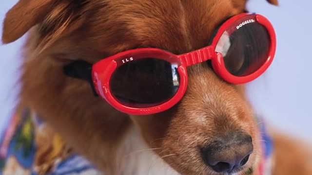 Cute staylis dog funny video