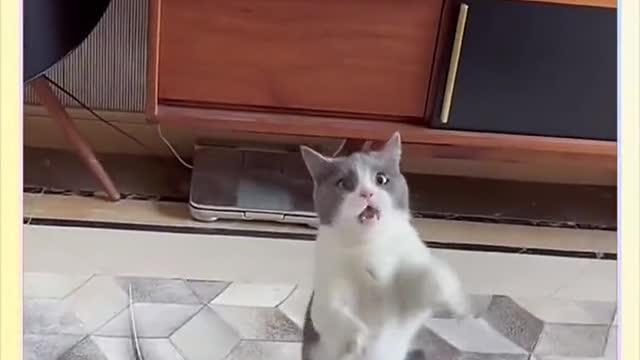 Funny moments of strange cats