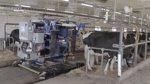 Modern automatic cow farming