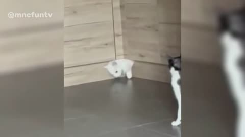 Funny animals video