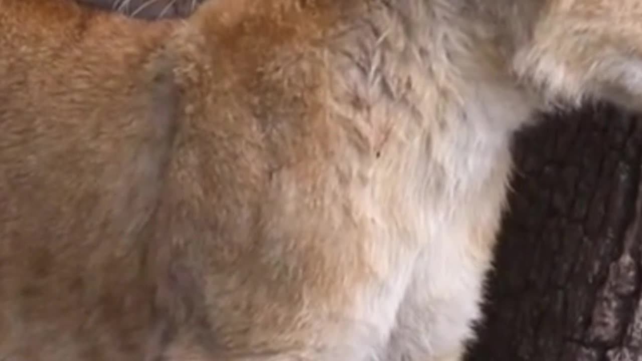 Lion King