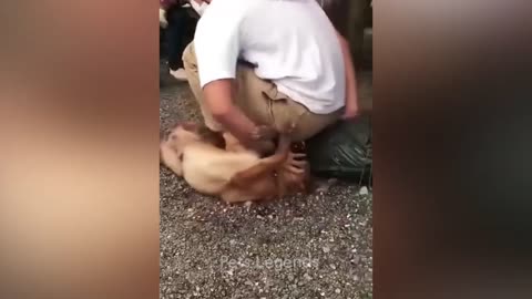 funny Animal video