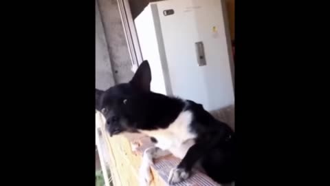 FUNNY 🤣 AND CUTEST ANIMALS VIDEOS|| CATS 🐈 AND DOGS 🐶