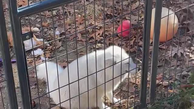 Cutest Chubbiest White Fox Ever!