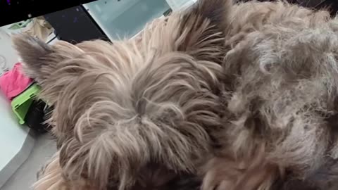 Nap time is a puppy's best friend
