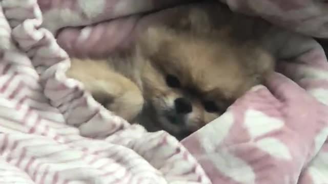 gguggu the cute puppy under the covers