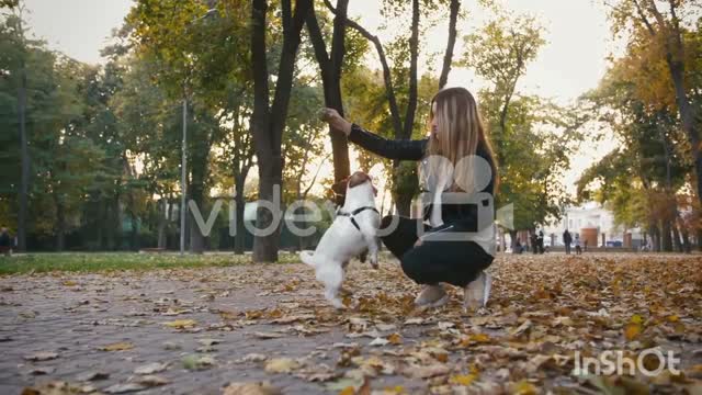 Cute jack russel dog playing