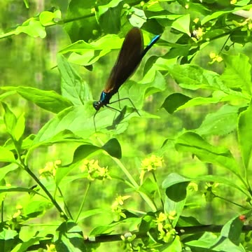 A beautiful blue dragonfly / Beautiful animal on a bush.