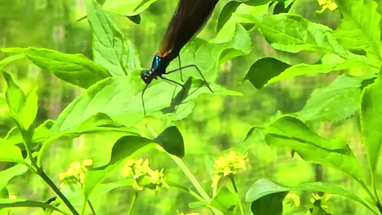 A beautiful blue dragonfly / Beautiful animal on a bush.