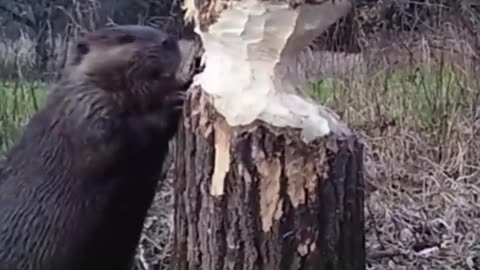 How beavers take down trees 🪵