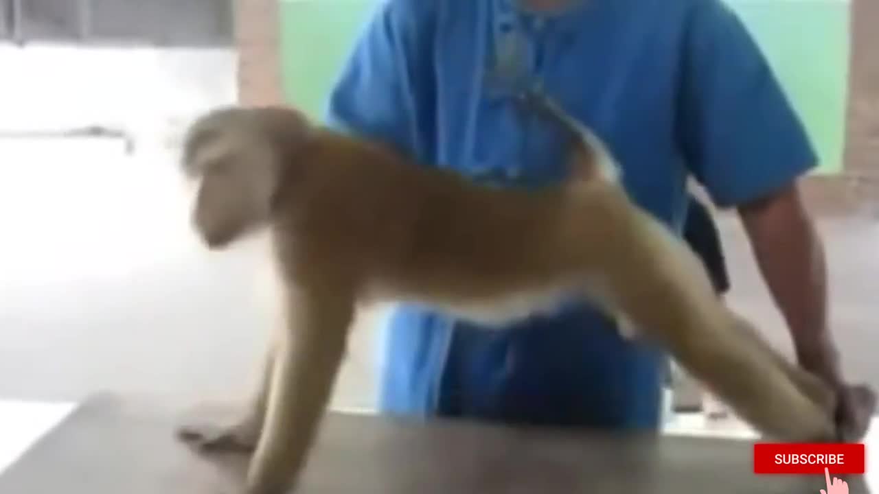 A monkey doing push ups! Monkey working out! Shocking funny animal talents.