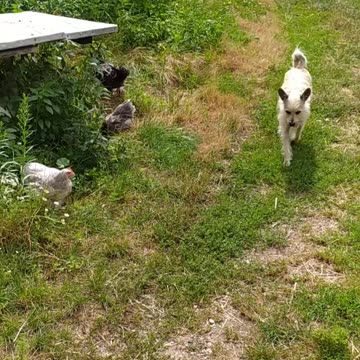 Little walk with chickens 😍🐔