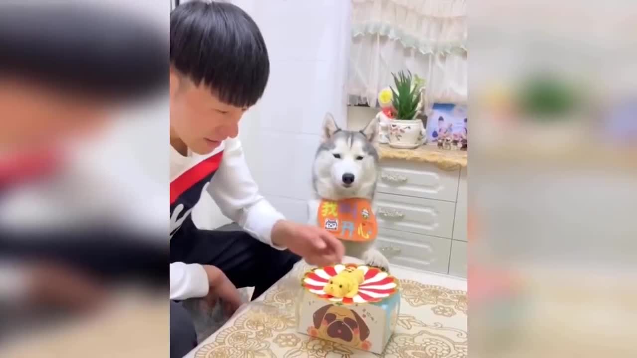 pets reacting to cake cutting prank