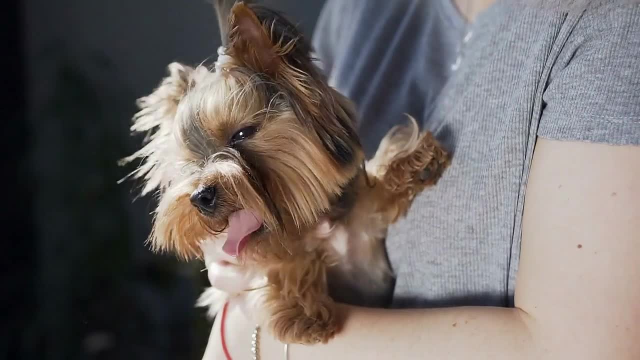 dog of the Yorkshire terrier sitting on the girl's hands and looking at the camera