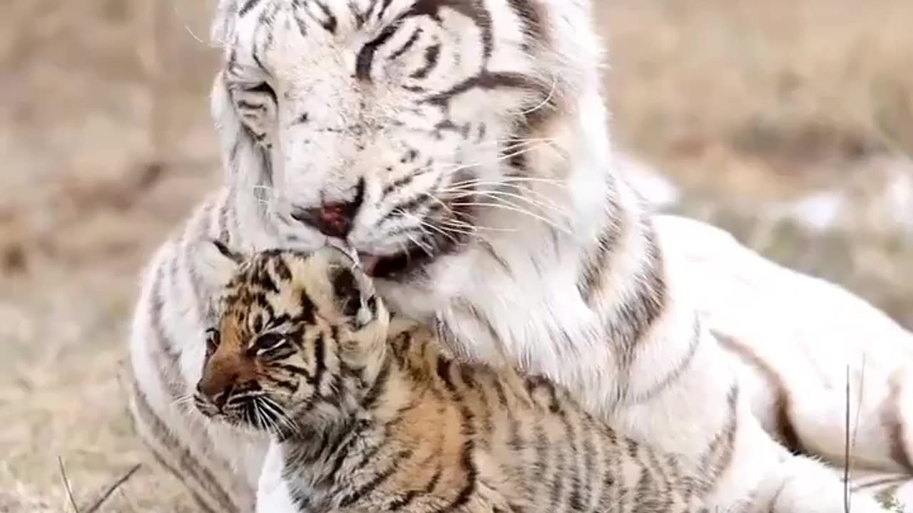 White tiger and her baby