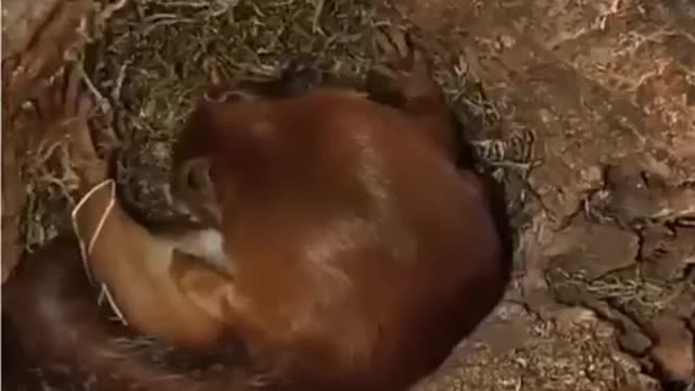 Have you seen how a squirrel sleep?🔥🔥🔥