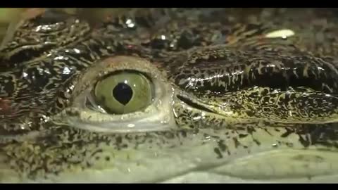 Crocodile is waiting for its food