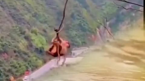 Animal playing
