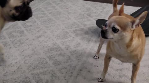 Silly Pug Tries to Pet Crazy Chihuahua
