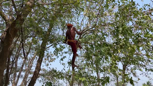 Dayalu Baba Climbs Tree to Pick Bilva Leaves for Lord Shiva