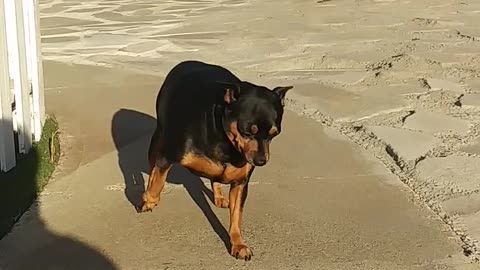 funny dog loosy