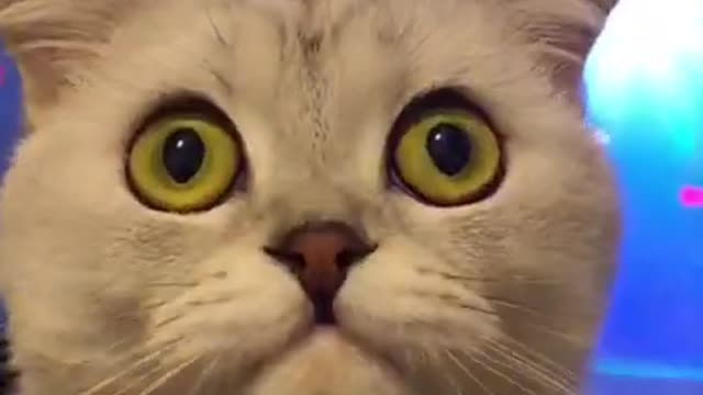 😎Cool & Crazy Cat knows how to Have FUN!