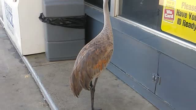 Crane Shopping at the Convenience Store