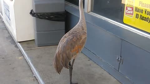 Crane Shopping at the Convenience Store