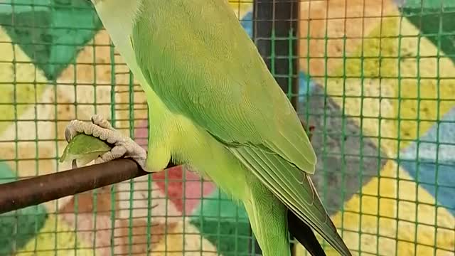 parrot thinking ...what's the sound hearing me?