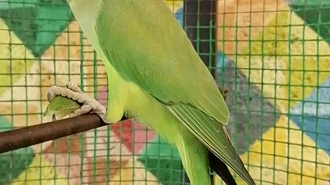 parrot thinking ...what's the sound hearing me?